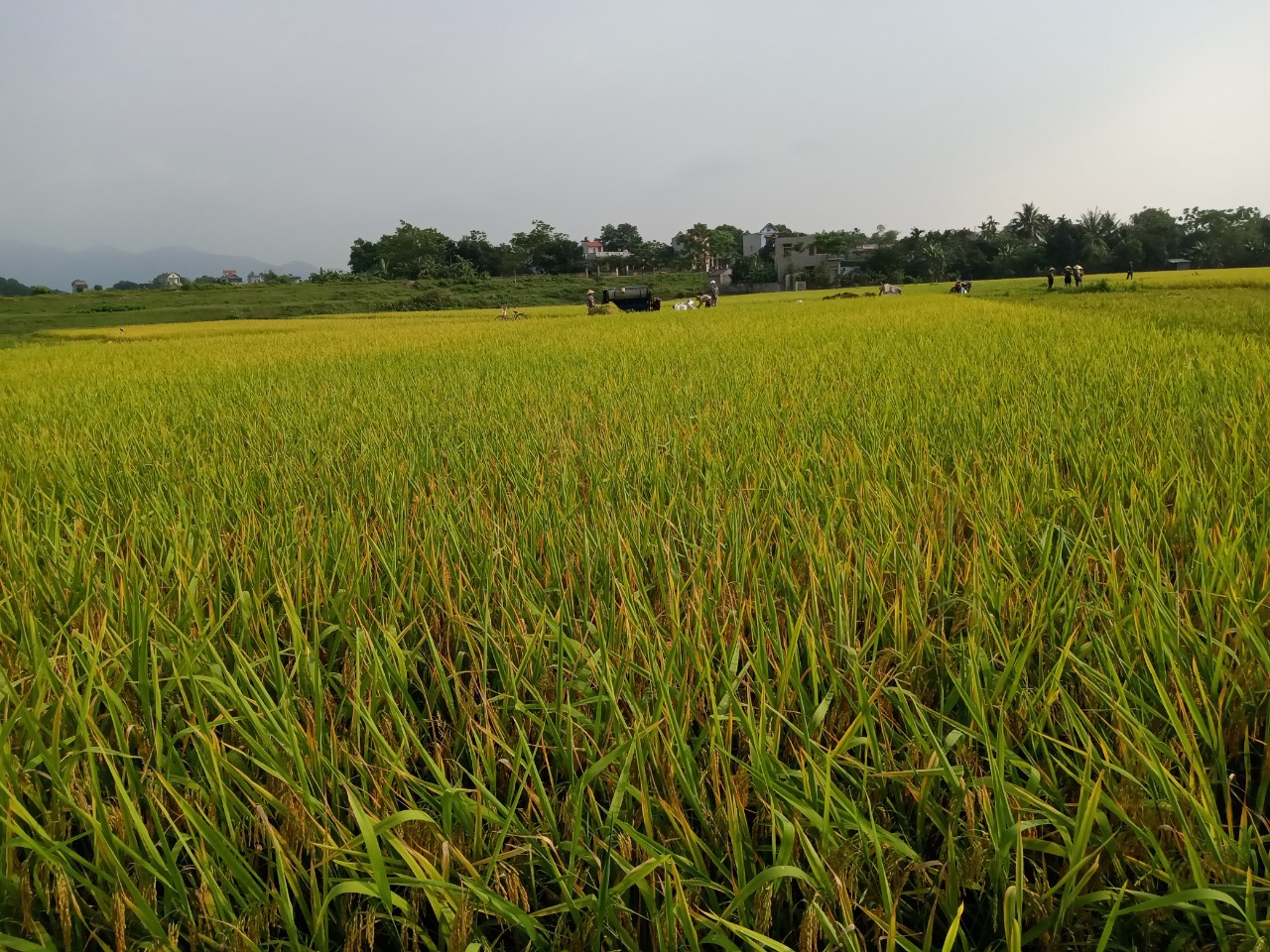Xã Đại Lộc tổ chức thăm đồng đánh giá năng suất lúa vụ xuân năm 2021